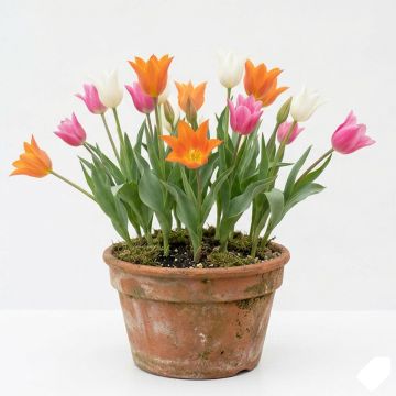 Tulipe fleur de lys en mélange