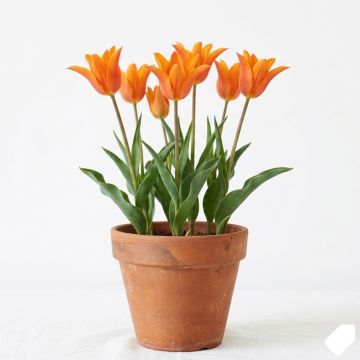Tulipe fleur de lys orange