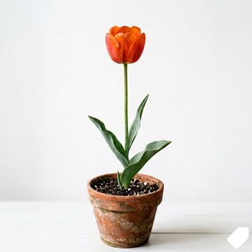 Tulipe à longue tige orange