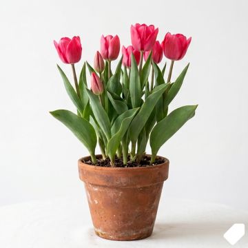 Tulipe à longue tige rose
