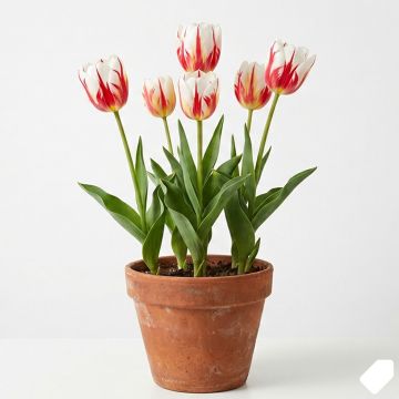 Tulipe à longue tige rouge-blanc