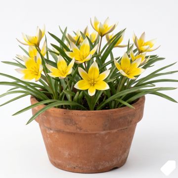 Tulipe tardive