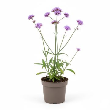 Verveine sauvage violette