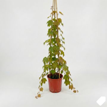 Vigne vierge