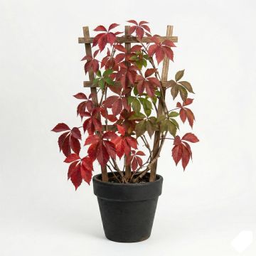 Vigne vierge à cinq feuilles