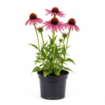 Échinacée rose