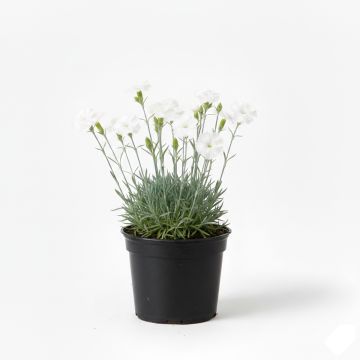 Œillet blanc