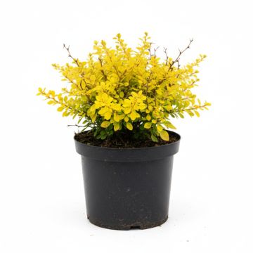 Épine-vinette à feuilles jaune doré