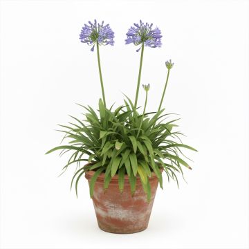 Agapanthe bleue