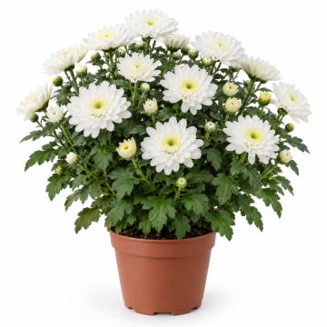 Chrysanth&egrave;me blanc